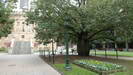 BRISBANE - auf dem Anzac Square vor dem Hauptbahnhof steht dieser australische Flaschenbaum